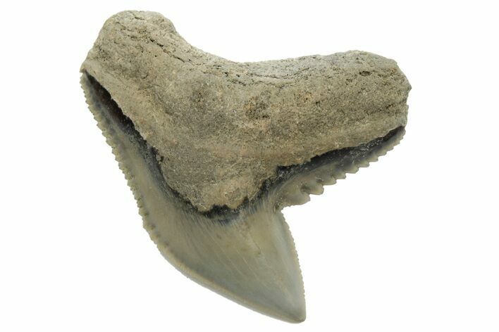 Fossil Tiger Shark (Galeocerdo) Tooth - Aurora, NC #237974